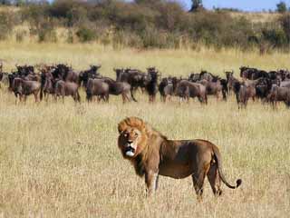  肯尼亚:  
 
 Serengeti National Park